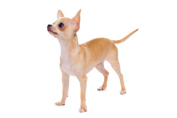 Chihuahua puppy isolated on white background