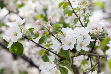 A branch of blooming apple tree in spring garden