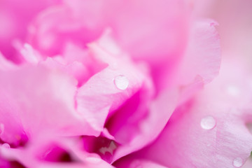 drop of water on petal rose