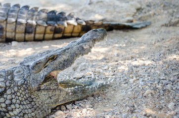 Nile Crocodile Farm