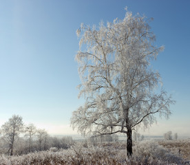 Obraz na płótnie Canvas Белая берёза,зима.