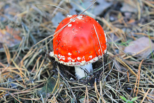Red mushroom (Amanita Muscaria, Fly Ageric, Fly Amanita) in fore