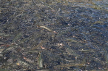 田沢湖のウグイの群れ