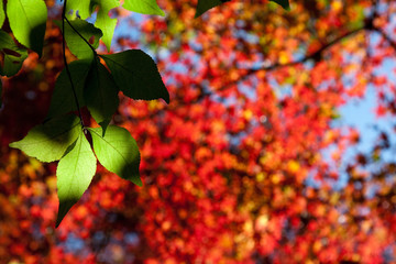 紅葉の背景