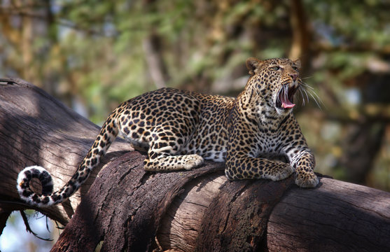 yawning leopard on a tree 