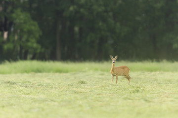 deer in captive