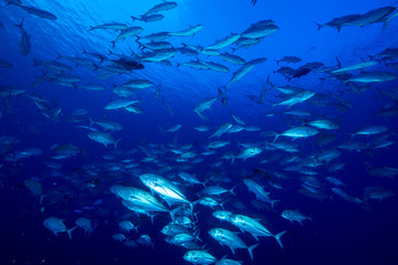 Bigeye trevally