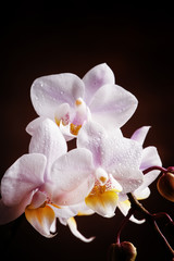 Naklejka na ściany i meble White and pink blooming orchid on a dark wooden background, sele