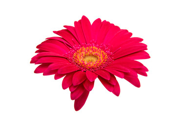 gerbera flower