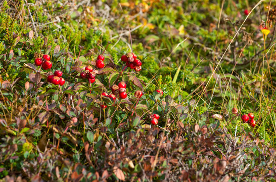 Cranberries in Newfoundland, Canada