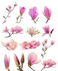  pink magnolia flower isolated on white background  - obrazy, fototapety, plakaty