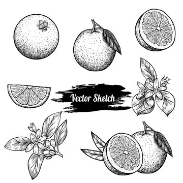 Vector oranges hand drawn sketch. Sketch vector  food illustration. Vintage style