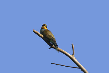 Pigrizia
