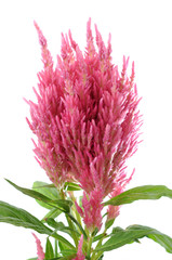 Pink Celosia argentea