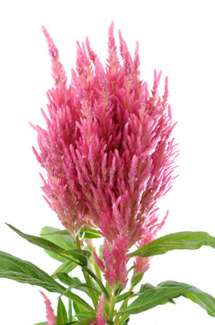 Pink Celosia argentea