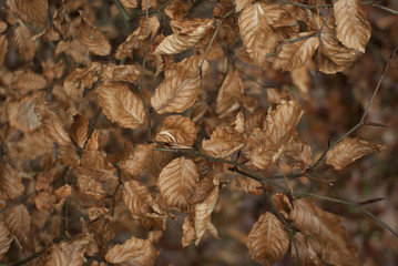 leafs