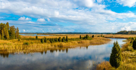 Autumn panorama of yellow reed