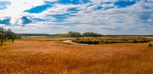 Obraz premium Autumn panorama of yellow reed