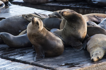 Obraz premium Sea Lions