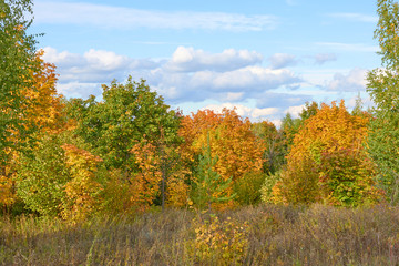 Scenic autumn landscape with colourful trees, grass and other ve