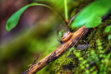 Snail crawling on a tree branch
