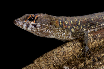 Two faced water teju,Neusticurus bicarinatus,