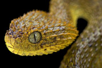 Cameroon bush viper,Atheris broadleyi,