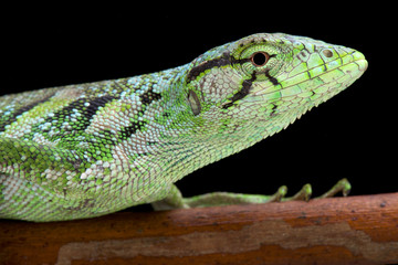 Monkey lizard, Polychrus marmoratus, 