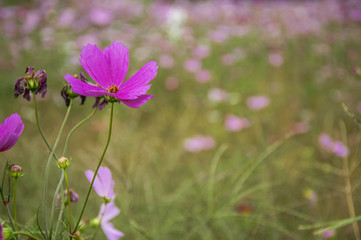 The blossoming galsang flowers closeup in garden
