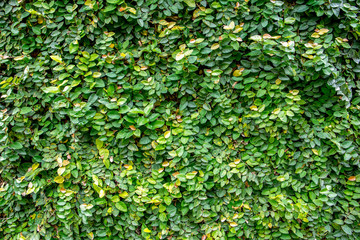 Ivy leaves on the wall texture background