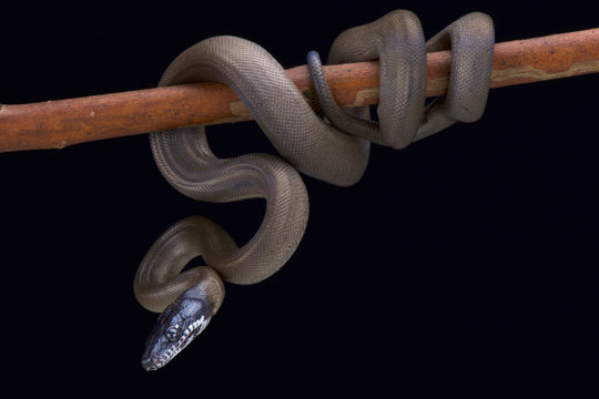 White lipped python,Bothrochilus albertissi , 