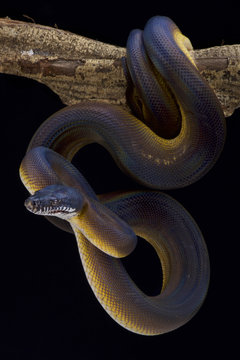 White lipped python,Bothrochilus albertissi , 