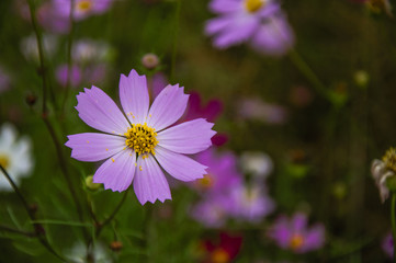 Fototapeta premium The blossoming galsang flowers closeup in garden 