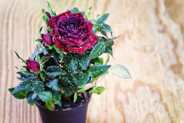 rose fresh pot macro