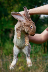 rabbit in hands of man