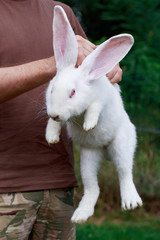 rabbit in hands of man