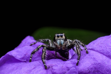 Close up male Hyllus diardi or Jumping spider on purple Ruellia tuberosa