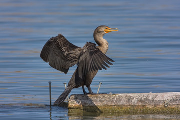 Cormorant