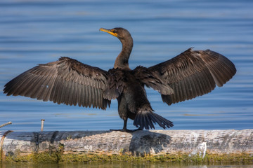 Cormorant