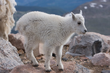 Baby Mountain Goat