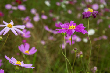 The blossoming galsang flowers closeup in garden
