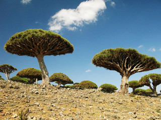 Dragon tree forest, endemic plant of Socotra island, Yemen