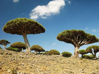 Cercles muraux Arbres Dragon tree forest, endemic plant of Socotra island, Yemen