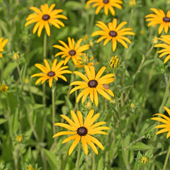 Gelber Sonnenhut, Rudbeckia fulgida