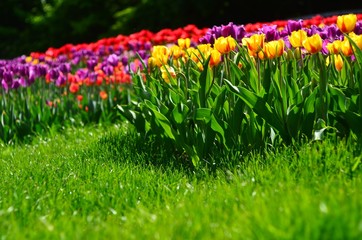Bright tulips in the grass