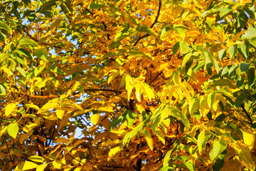 Tree with golden leaves in autumn and sunrays. autumn park or garden for bokeh background.