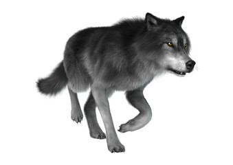 3D Rendering Gray Wolf on White
