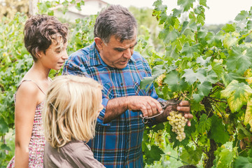 Grandfather Teaching How to Cut Grapes