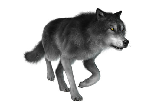 3D Rendering Gray Wolf on White