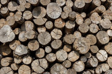 Pile of wood logs